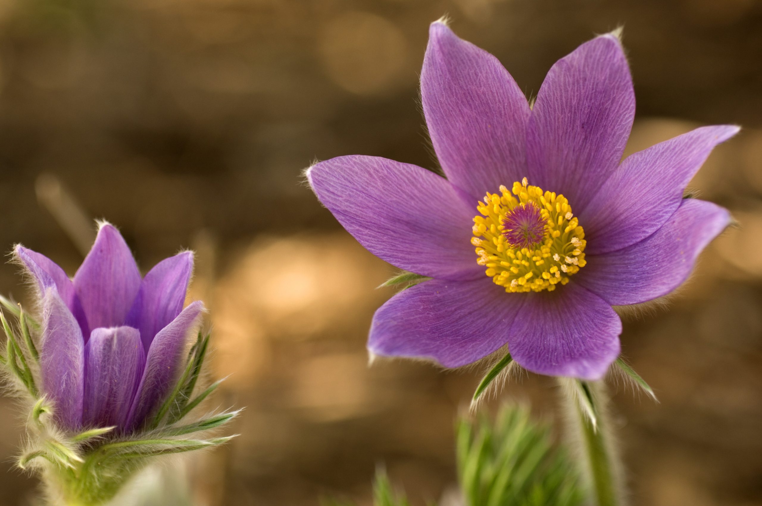 Budding Pasque flower reminiscent of a transplant donor and receiver 